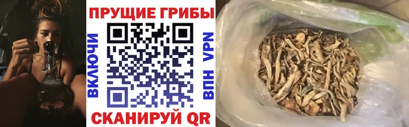 Псилоцибиновые грибы GOLDEN TEACHER где купить Брянск